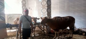 Masjid AGUNG Genteng Melaksanakan Qurban Idul Atha 1445 H Berjalan Lancar Dan Sukses