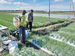 *Dampingi Petani Bawang Merah, Bhabinkamtibmas Polresta Banyuwangi Dukung Ketahanan Pangan*