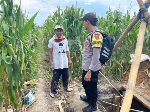 *Bhabinkamtibmas Polresta Banyuwangi Turun ke Lahan, Dukung Petani Jagung Wujudkan Swasembada Pangan*