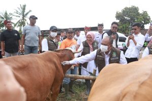 Jelang Idul Adha Banyuwangi Surplus Hewan Kurban, Pasok untuk Berbagai Daerah di Indonesia
