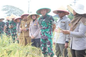 Danrem 051/WKT Bersama Aster Kasdam Jaya Laksanakan Panen Raya Padi Demplot Sinar Mentari di Lahan Pertanian Terpadu Wanajaya, Cibitung Kab. Bekasi