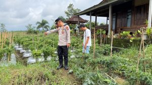 *Sukseskan Ketahanan Pangan Nasional, Kapolsek Licin Polresta Banyuwangi Tinjau Budidaya Cabai di Desa Segobang*