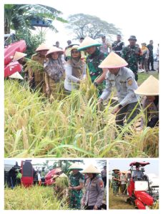Danrem 051/WKT Bersama Aster Kasdam Jaya Laksanakan Panen Raya Padi Demplot Sinar Mentari di Lahan Pertanian Terpadu Wanajaya, Cibitung Kab. Bekasi