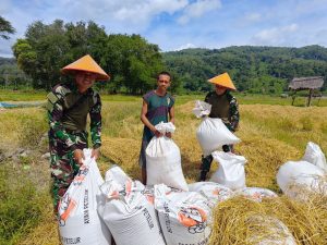 Satgas Pamtas Pos Oepoli Sungai Bantu Warga Panen Padi di Desa Netemnanu