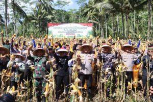 *Polresta Banyuwangi Gelar Panen Raya Jagung Tahap II, Dukung Swasembada Pangan Tahun 2025*