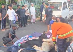 Sapi Kurban Bobot 1 Ton Lepas dari Ponpes Adz-Dzikra, Banyuwangi Gempar Dua Jam