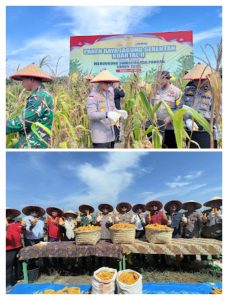 Polres Bengkalis AKBP Budi setiawan di dampingi Polsek Mandau AKP Primadona Panen Raya Jagung