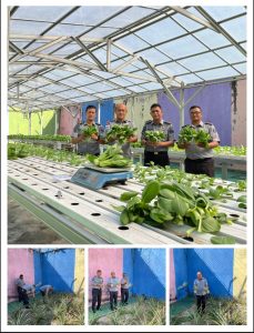 Wujudkan Program Ketahanan Pangan, Lapas Pekanbaru Panen Perdana Nanas Madu & Pakcoy Hidroponik