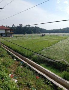 KEMARAU PANJANG, PETANI SAWAH DI UJUNG BANDAR LABUHANBATU MENJERIT