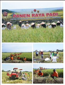 Panglima TNI Panen Raya Padi Seluas 80 Hektar, Dukung Program Ketahanan Pangan Nasional