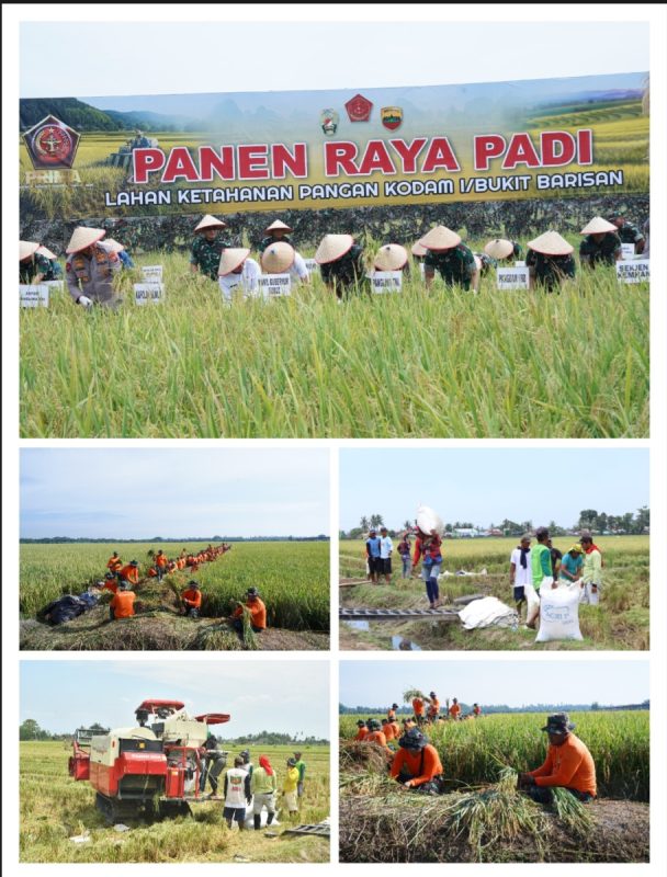 Panglima TNI Panen Raya Padi Seluas 80 Hektar, Dukung Program Ketahanan Pangan Nasional
