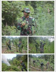Dandim 0212/TS Pimpin Tim Patroli Gabungan dan Pemusnahan Ladang Ganja di Perbukitan Tor Sihite, Kabupaten Mandailing Natal