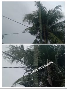 Woow.. Viral..! PLN menurut informasi keuangan nya selalu  Merugi padahal Pohon kelapa digunakan sebagai tiang penyangga Kabel