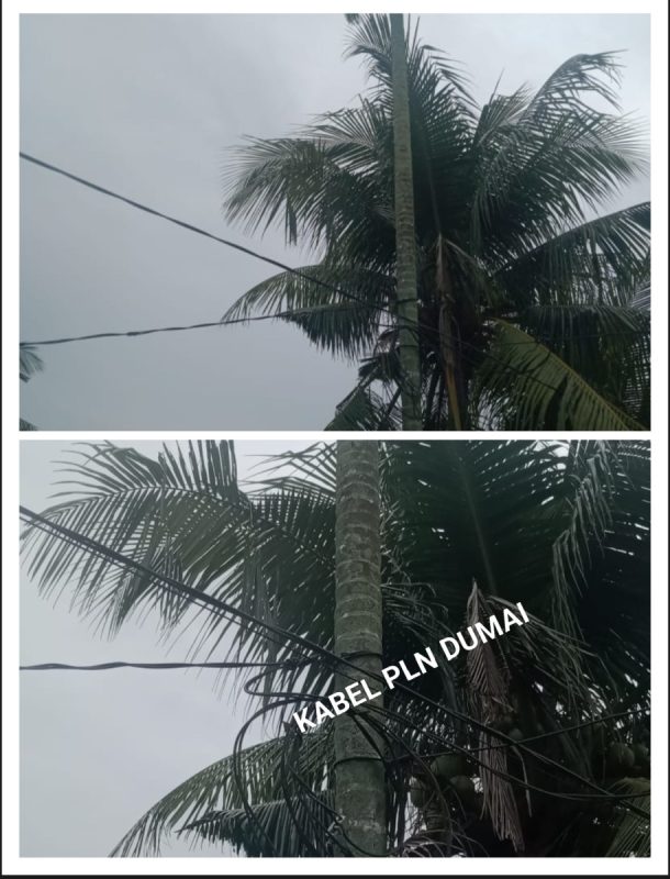Woow.. Viral..! PLN menurut informasi keuangan nya selalu  Merugi padahal Pohon kelapa digunakan sebagai tiang penyangga Kabel